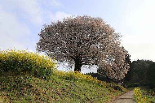 馬場の一本桜9
