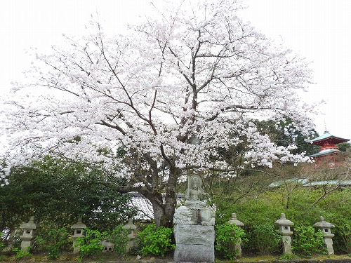 高野寺13
