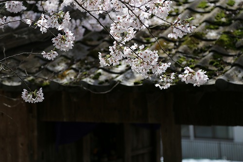 高野寺14