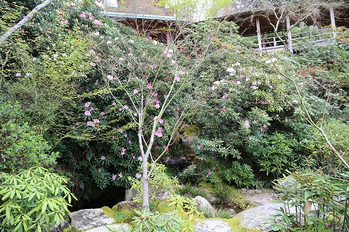 高野寺庭園14