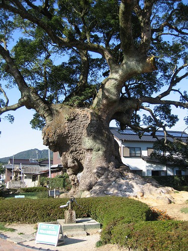 川古の大楠11