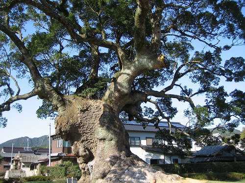 川古の大楠6