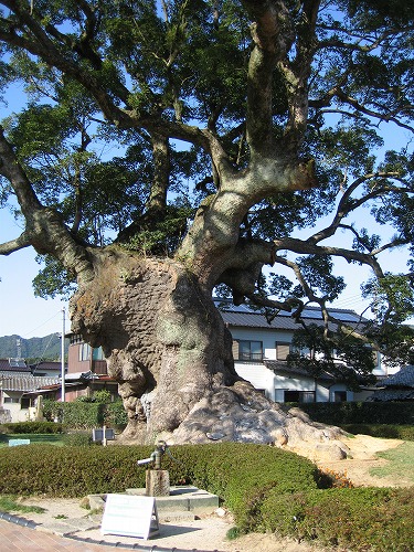 川古の大楠8
