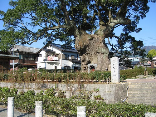 川古の大楠5