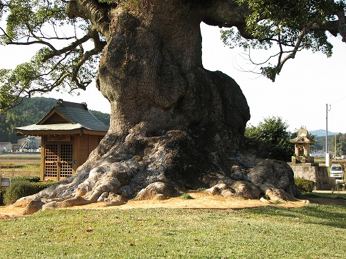 川古の大楠4