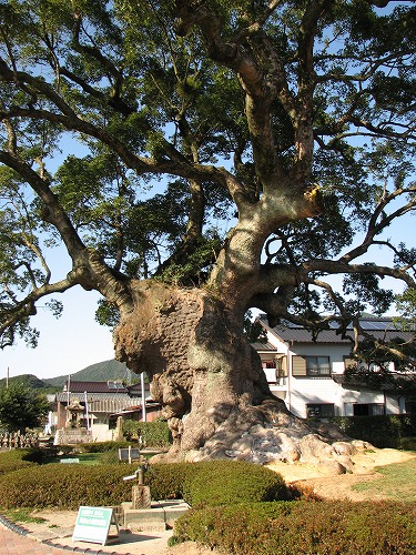 川古の大楠14