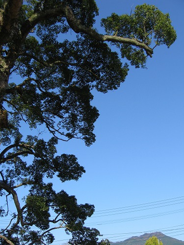 大楠公園20
