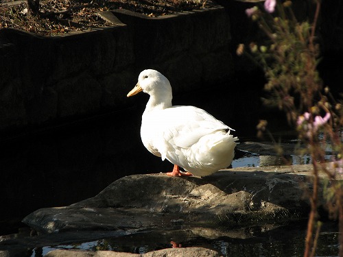 大楠公園11