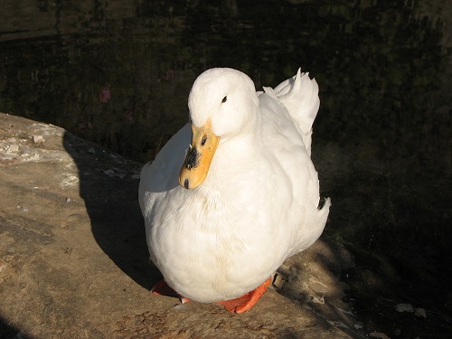 大楠公園9