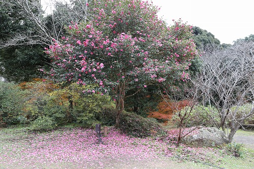 萩野尾御茶屋29