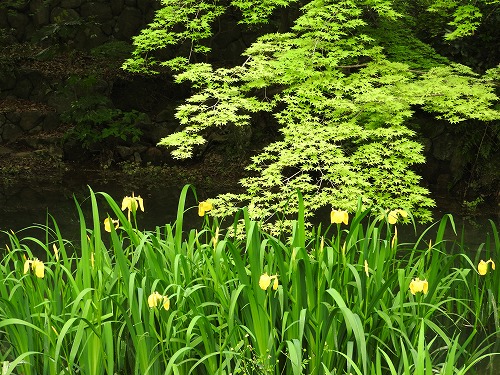 御船山楽園14