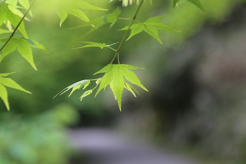 御船山楽園4