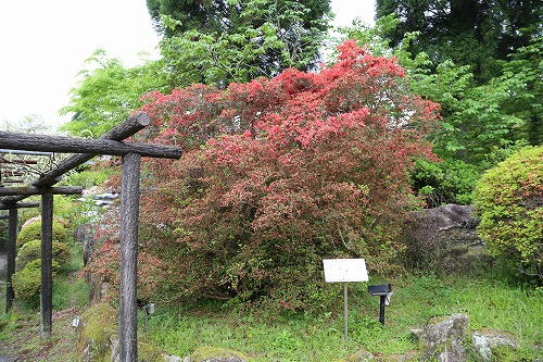 御船山楽園11