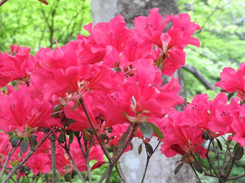 御船山楽園19