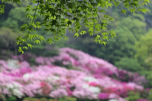 御船山楽園18