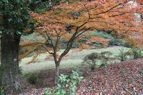 御船山楽園16