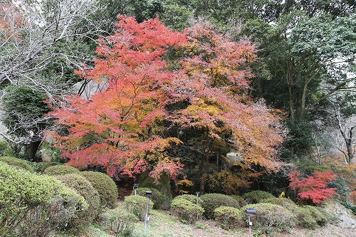 御船山楽園5
