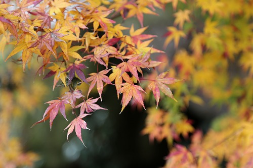 御船山楽園27