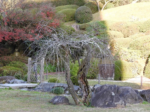 慧洲園50
