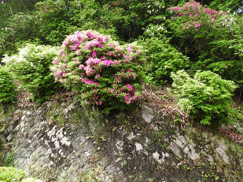 梅林山荘3