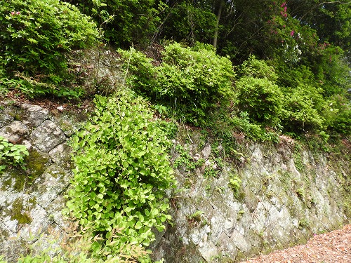 梅林山荘5