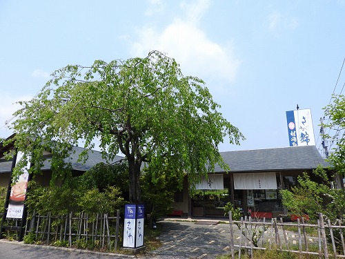 さかしめ1