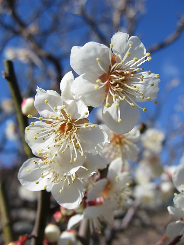 みゆき公園36