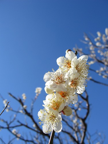 みゆき公園35