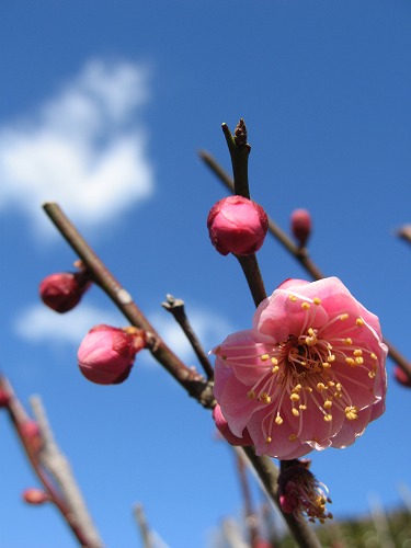 みゆき公園34