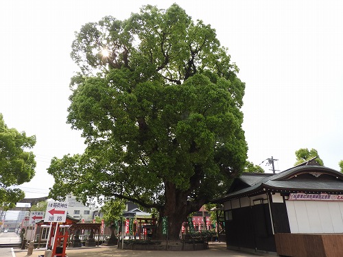 松原の大楠1