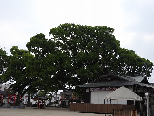 松原の大楠4