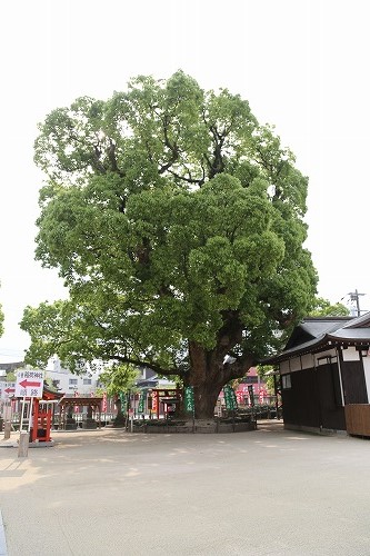 松原の大楠6