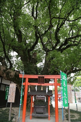 松原の大楠7