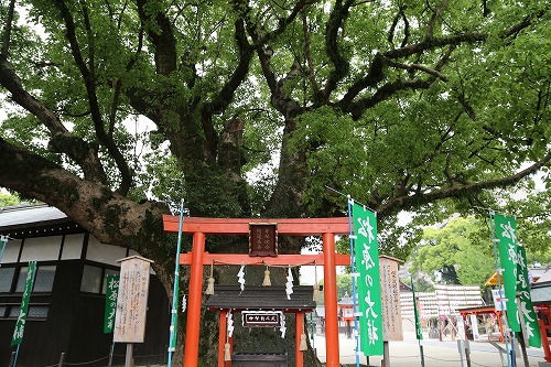 松原の大楠8
