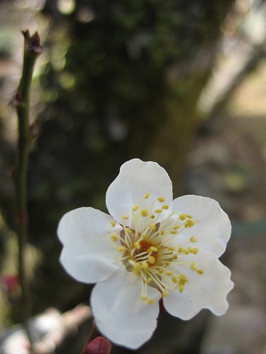 嬉野大茶樹10