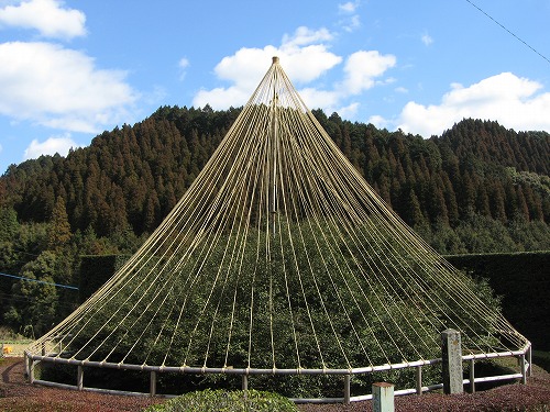 嬉野大茶樹1