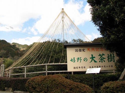 嬉野大茶樹4