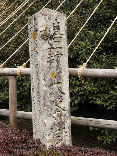 嬉野大茶樹9
