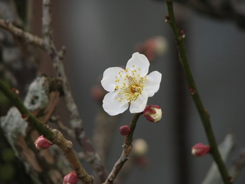 嬉野大茶樹7