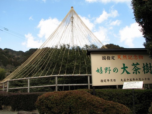 嬉野大茶樹5