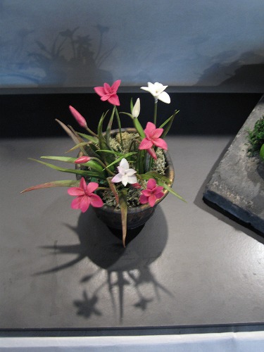 春の野の花散歩14