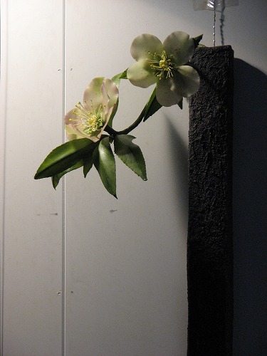 春の野の花散歩29