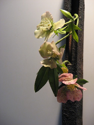 春の野の花散歩31
