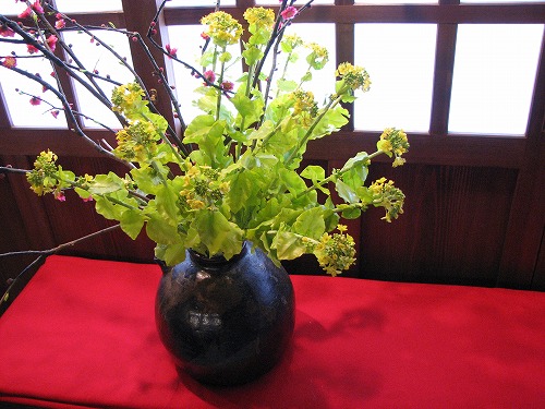 春の野の花散歩5
