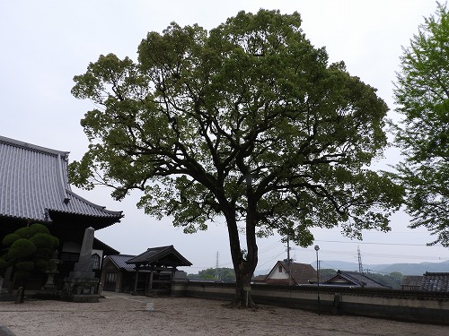 本應寺16