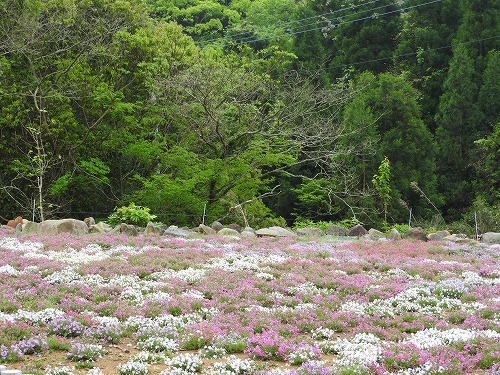 志田フラワー園15