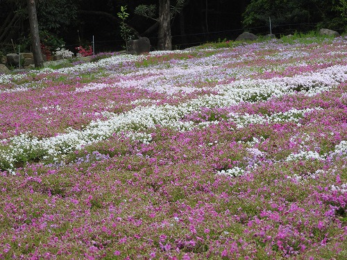 志田フラワー園14