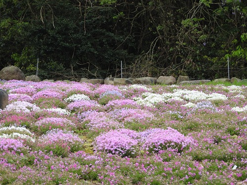 志田フラワー園13