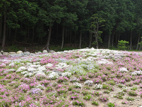 志田フラワー園17