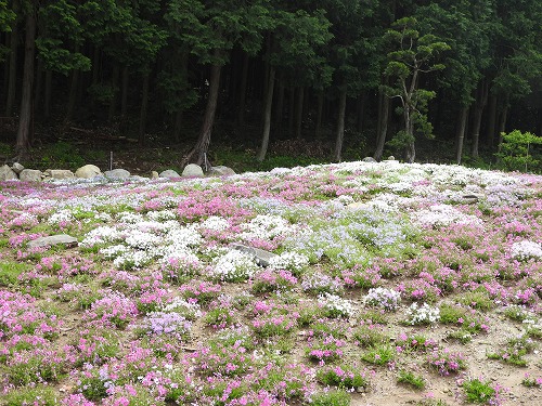 志田フラワー園18